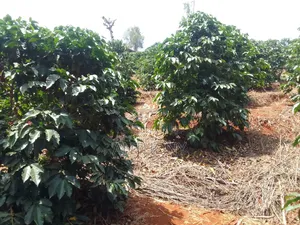 Nyeri, Mathira - 3 Acres , Coffee Farm