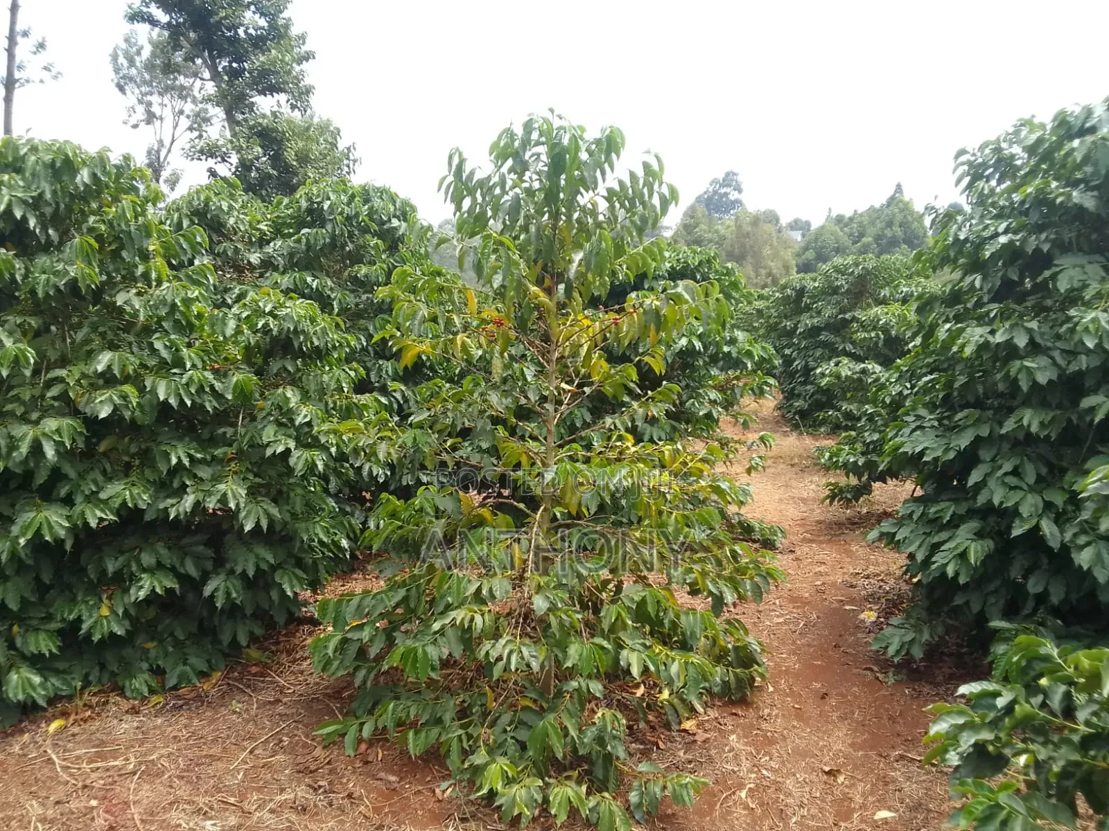 Nyeri, Mathira - 3 Acres , Coffee Farm