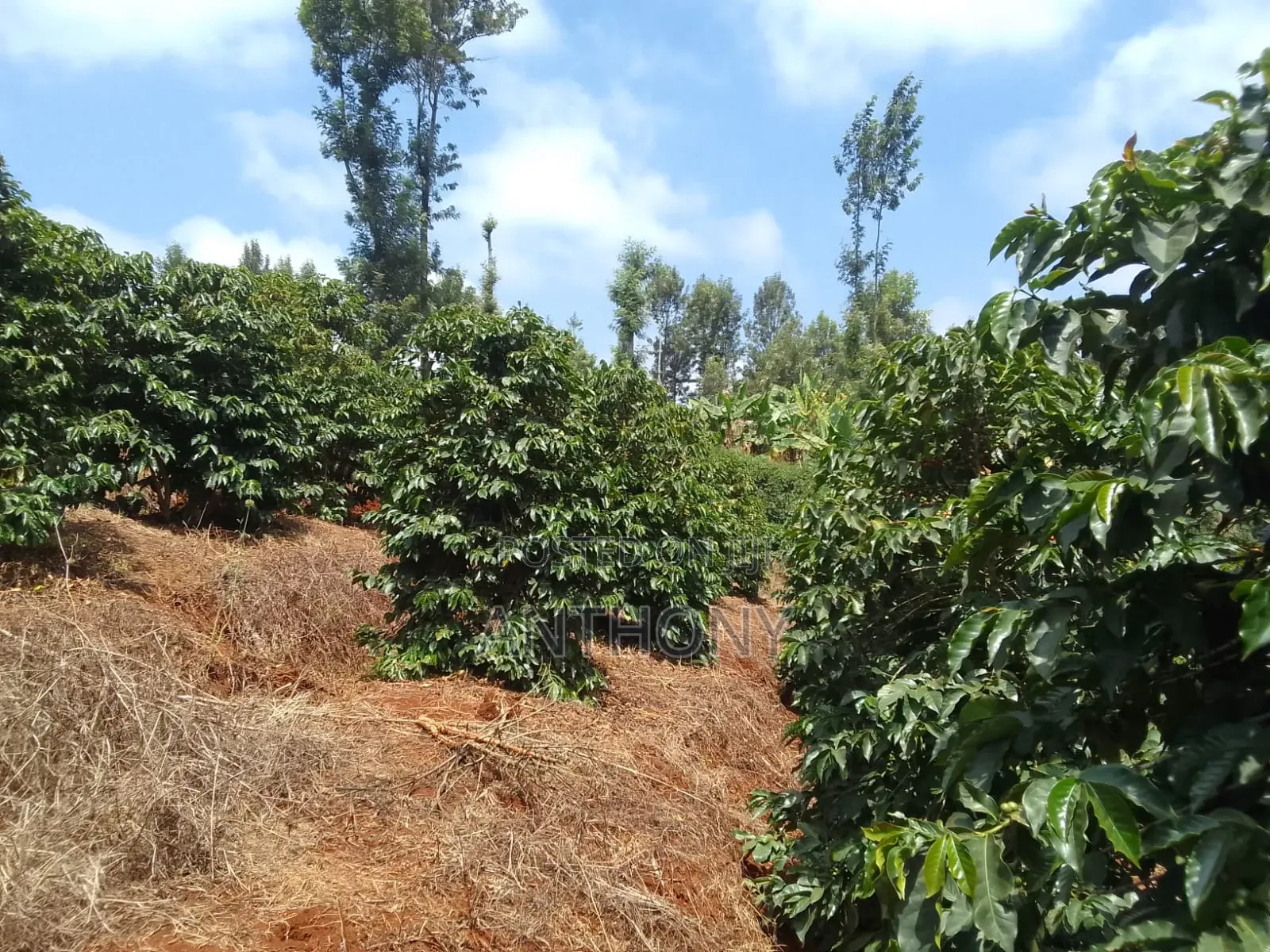 Nyeri, Mathira - 3 Acres , Coffee Farm