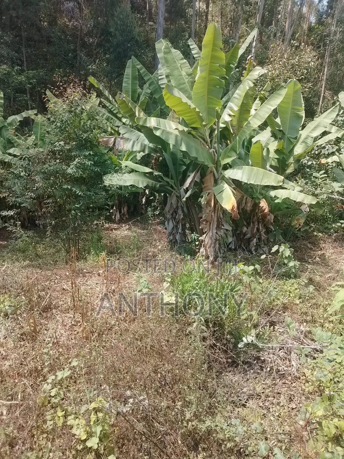 Nyeri, Mathira - 3 Acres , Coffee Farm