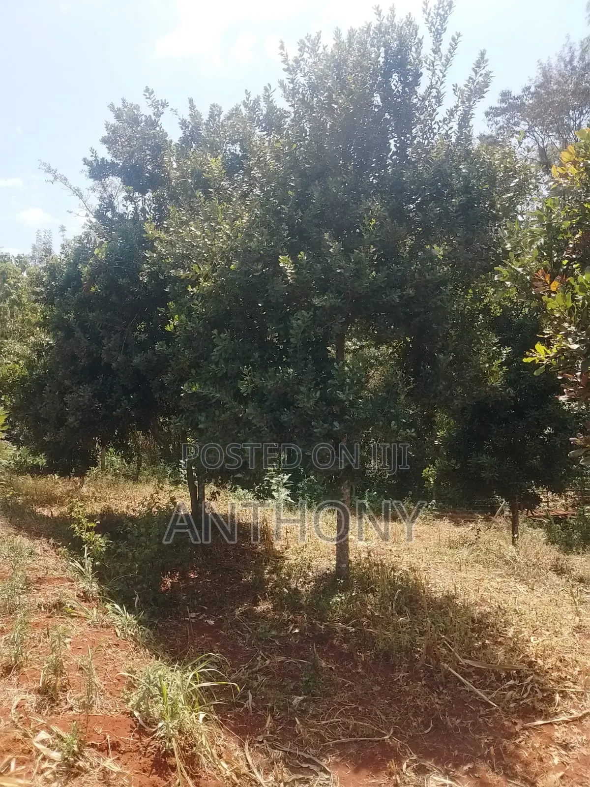 Nyeri, Mathira - 3 Acres , Coffee Farm