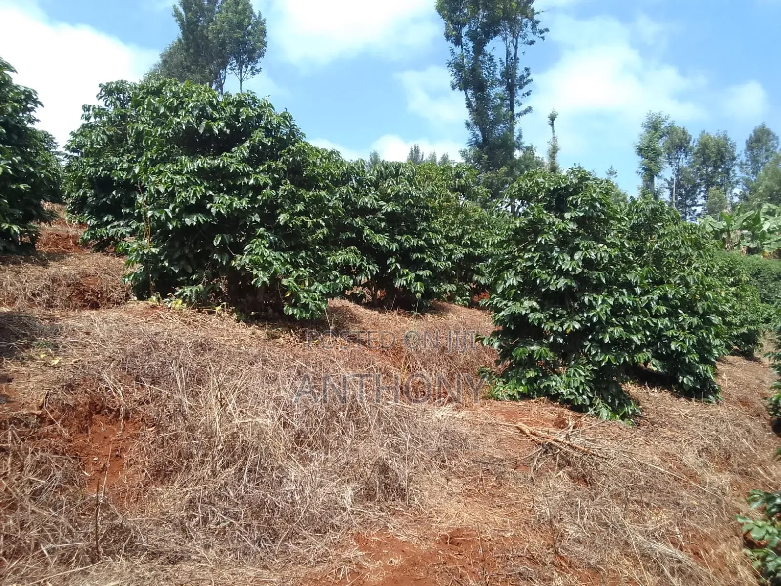 Nyeri, Mathira - 3 Acres , Coffee Farm