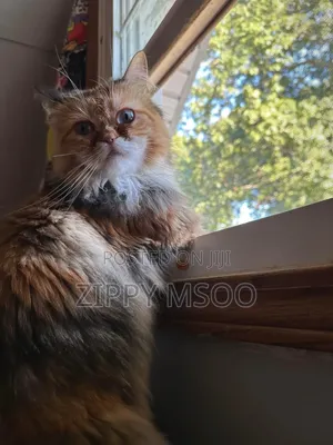 3-6 months Male Purebred Persian