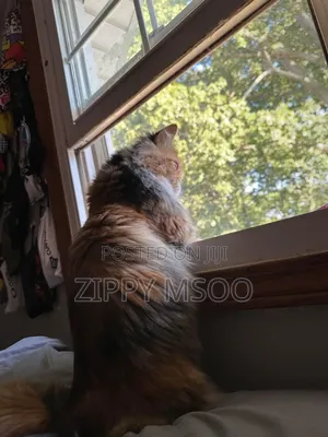 3-6 months Male Purebred Persian