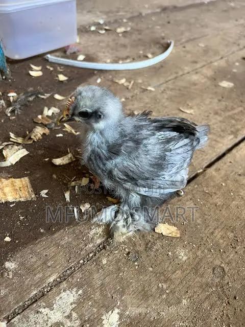 Bantam Chicks