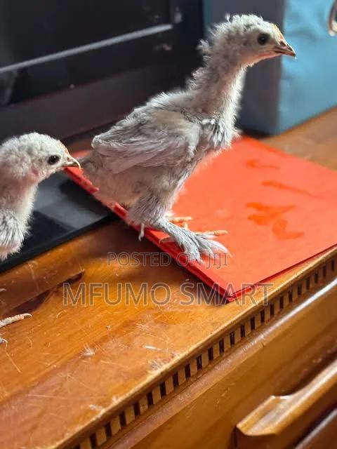 Bantam Chicks - thumbnail 2