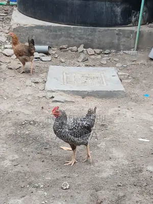 8 Months Healthy Matured Improved Kienyeji Chickens Ready for Sale!