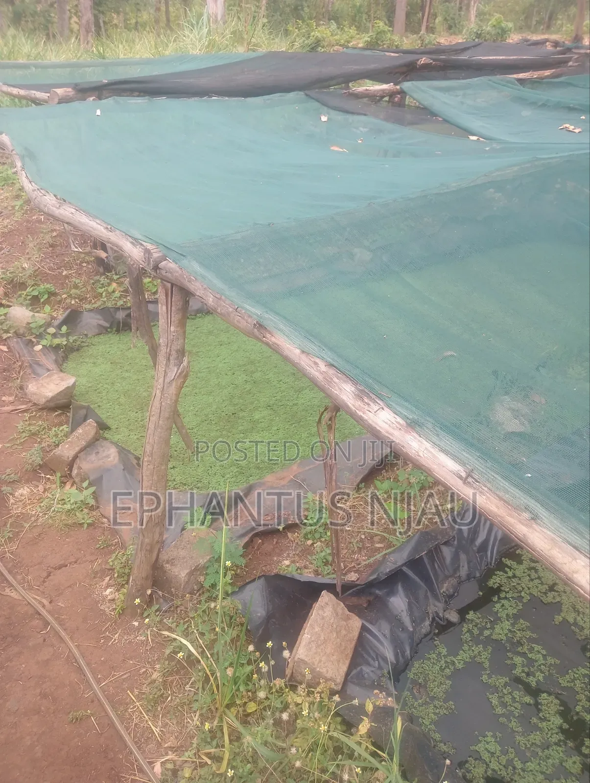 Azolla Starter Kit