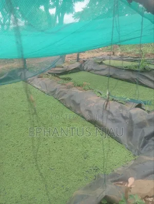Azolla Starter Kit