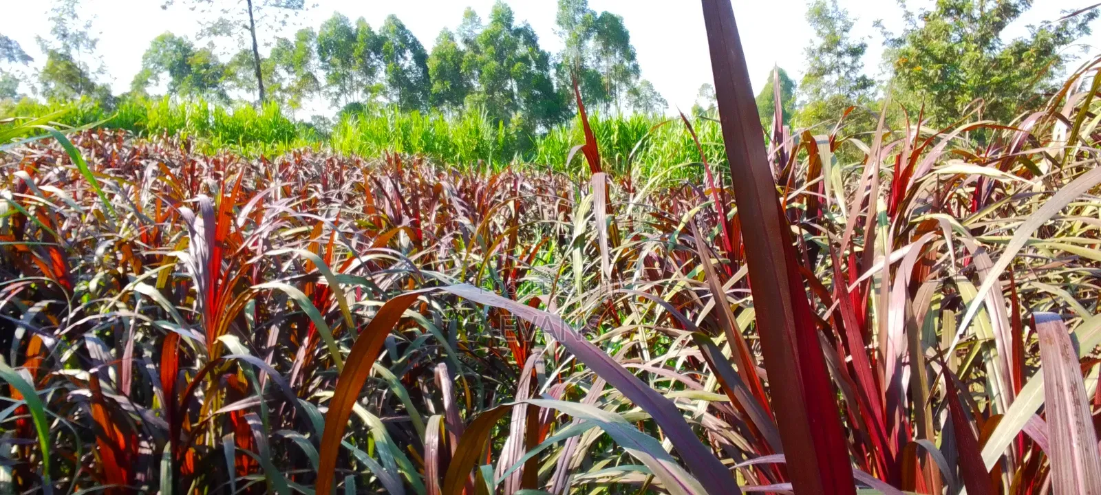 Australian Red Napier