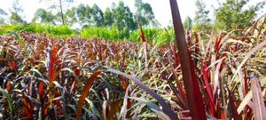 Australian Red Napier