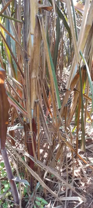 Australian Red Napier