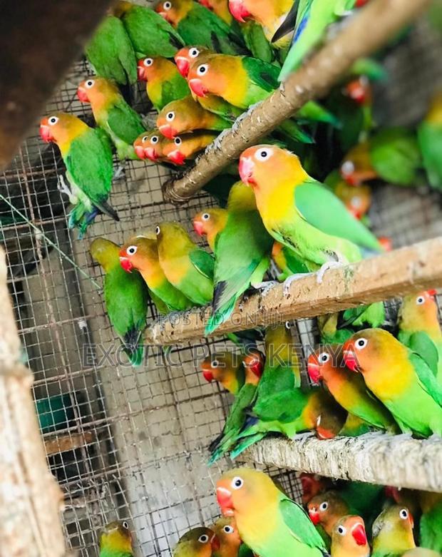 Lovebirds Available