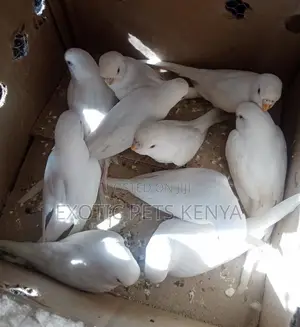 Parakeets in Kenya