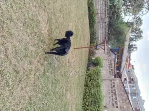 6-12 months Female Purebred German Shepherd