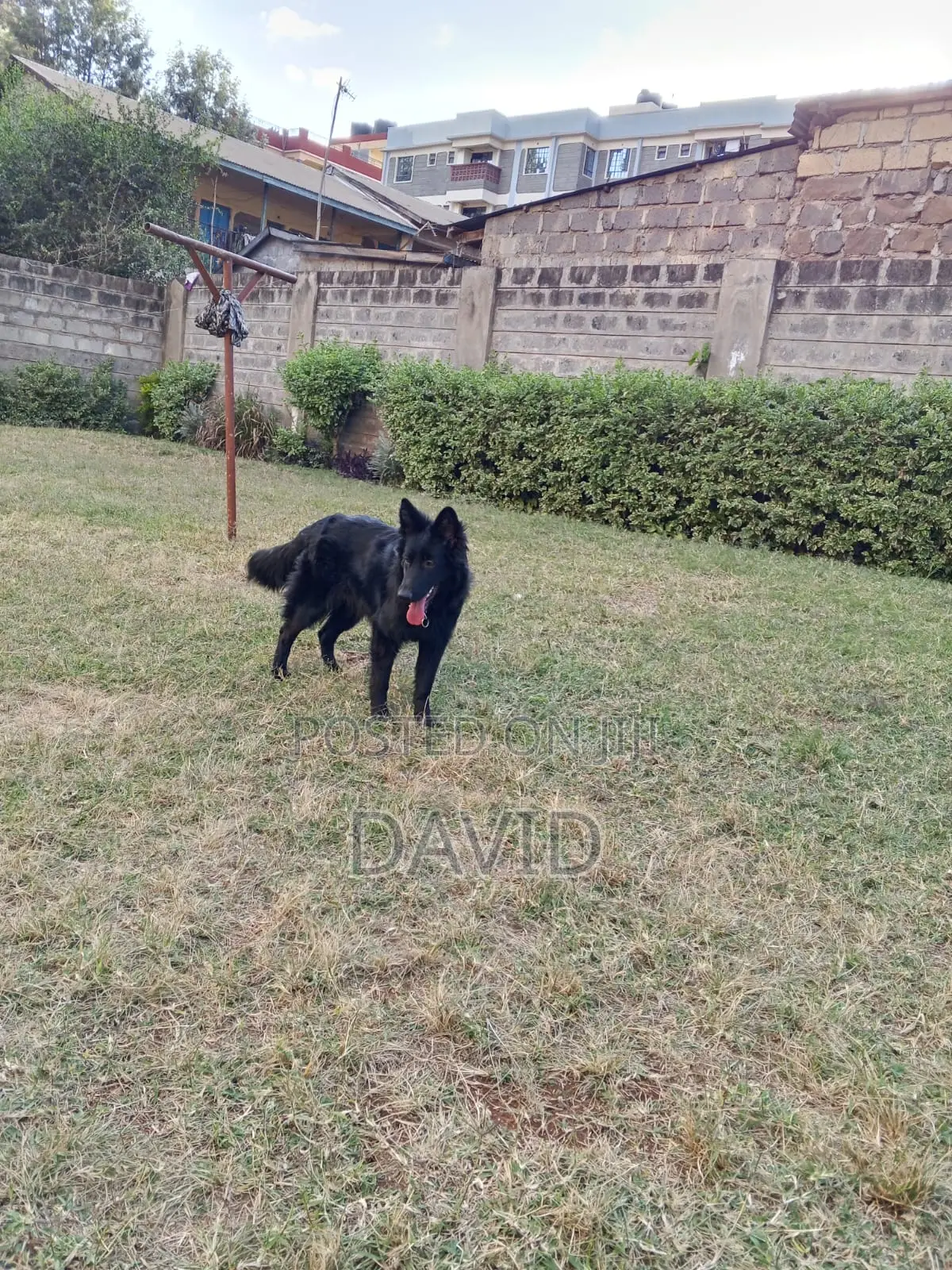6-12 months Female Purebred German Shepherd