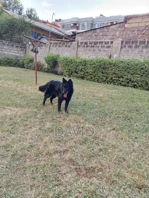 6-12 months Female Purebred German Shepherd