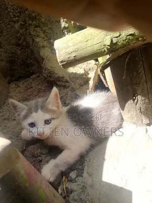 1-3 months Female Mixed Breed Cat
