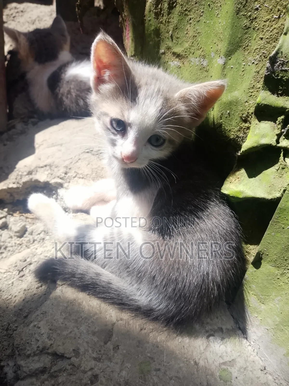 1-3 months Female Mixed Breed Cat