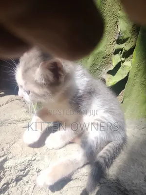 1-3 months Female Mixed Breed Cat