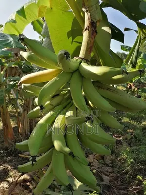 Plantain Fruits