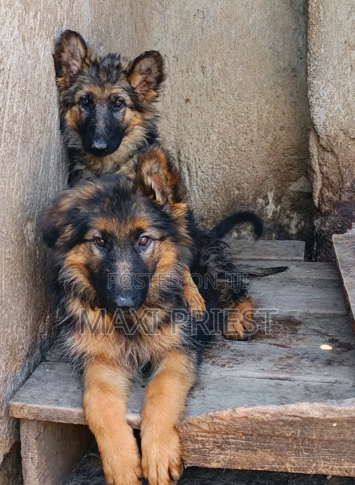 1-3 months Female Purebred German Shepherd