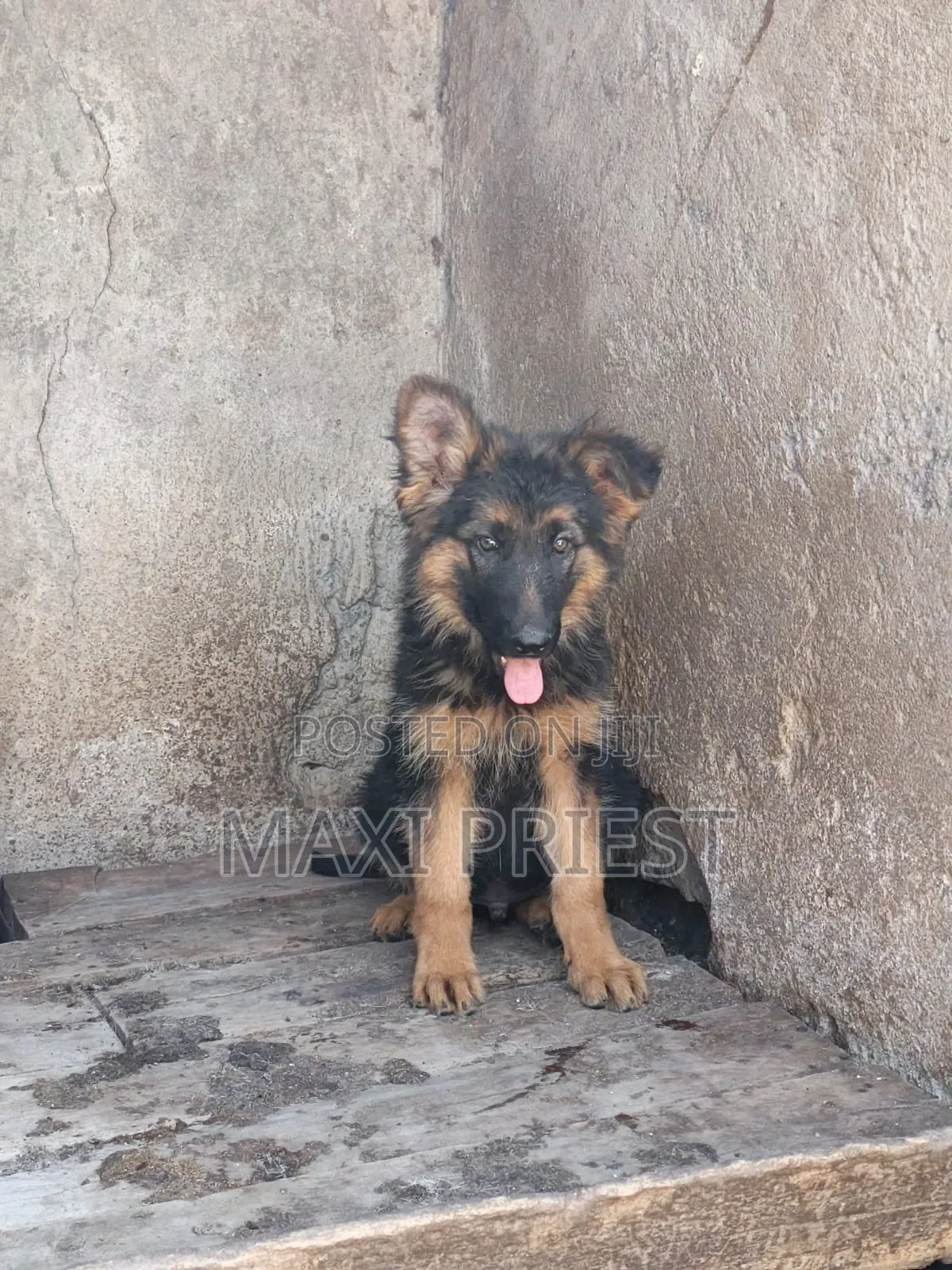 1-3 months Female Purebred German Shepherd