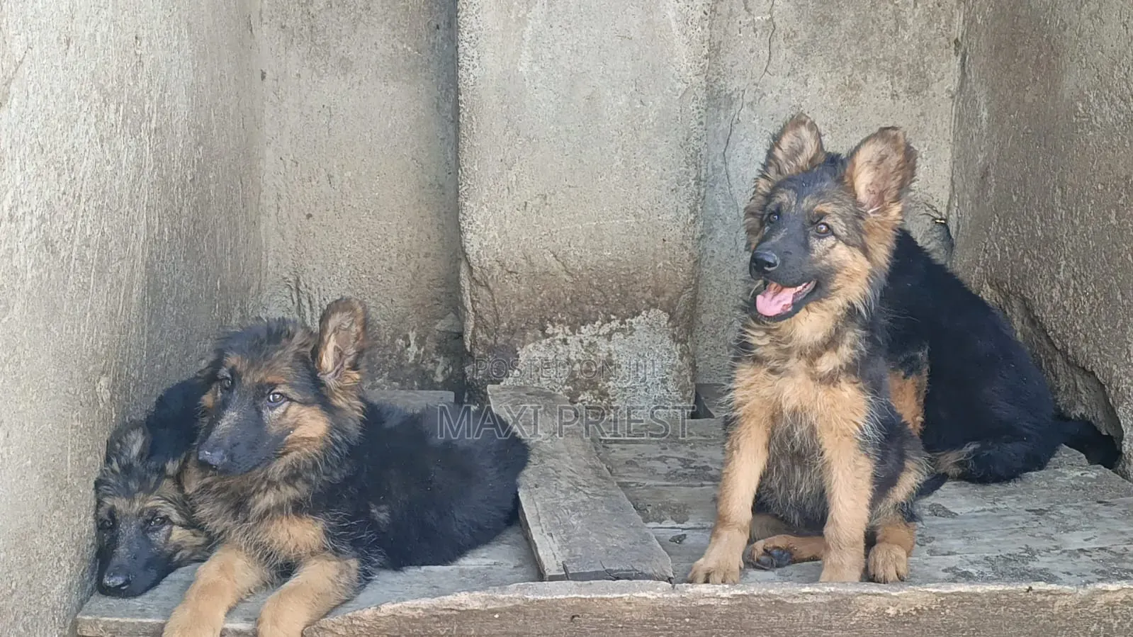 1-3 months Female Purebred German Shepherd