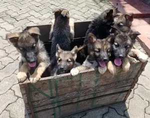 1-3 months Female Purebred German Shepherd
