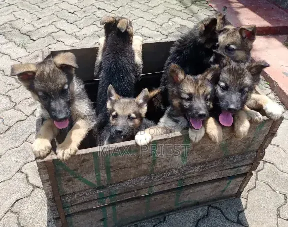 1-3 months Female Purebred German Shepherd