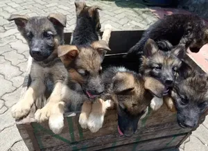 1-3 months Female Purebred German Shepherd