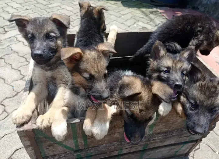 1-3 months Female Purebred German Shepherd