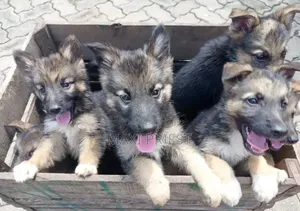 1-3 months Female Purebred German Shepherd