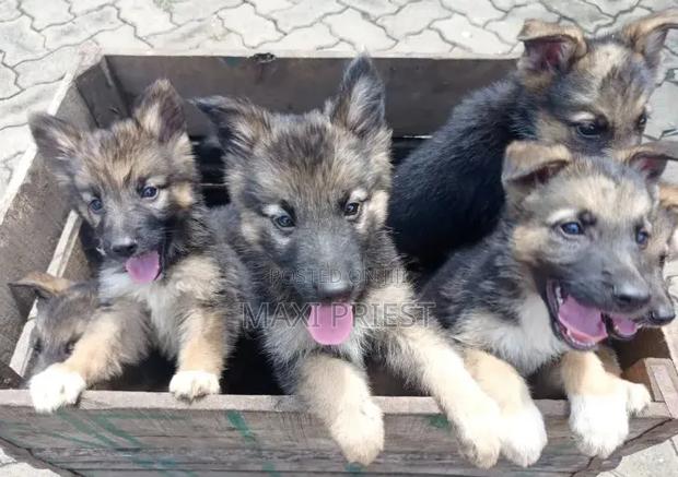 1-3 months Female Purebred German Shepherd