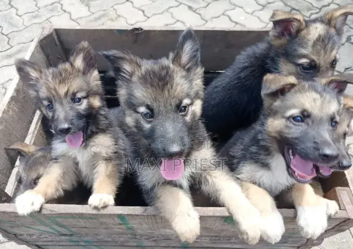 1-3 months Female Purebred German Shepherd