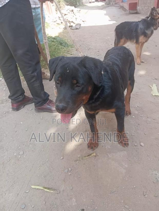 6-12 months Male Purebred Rottweiler