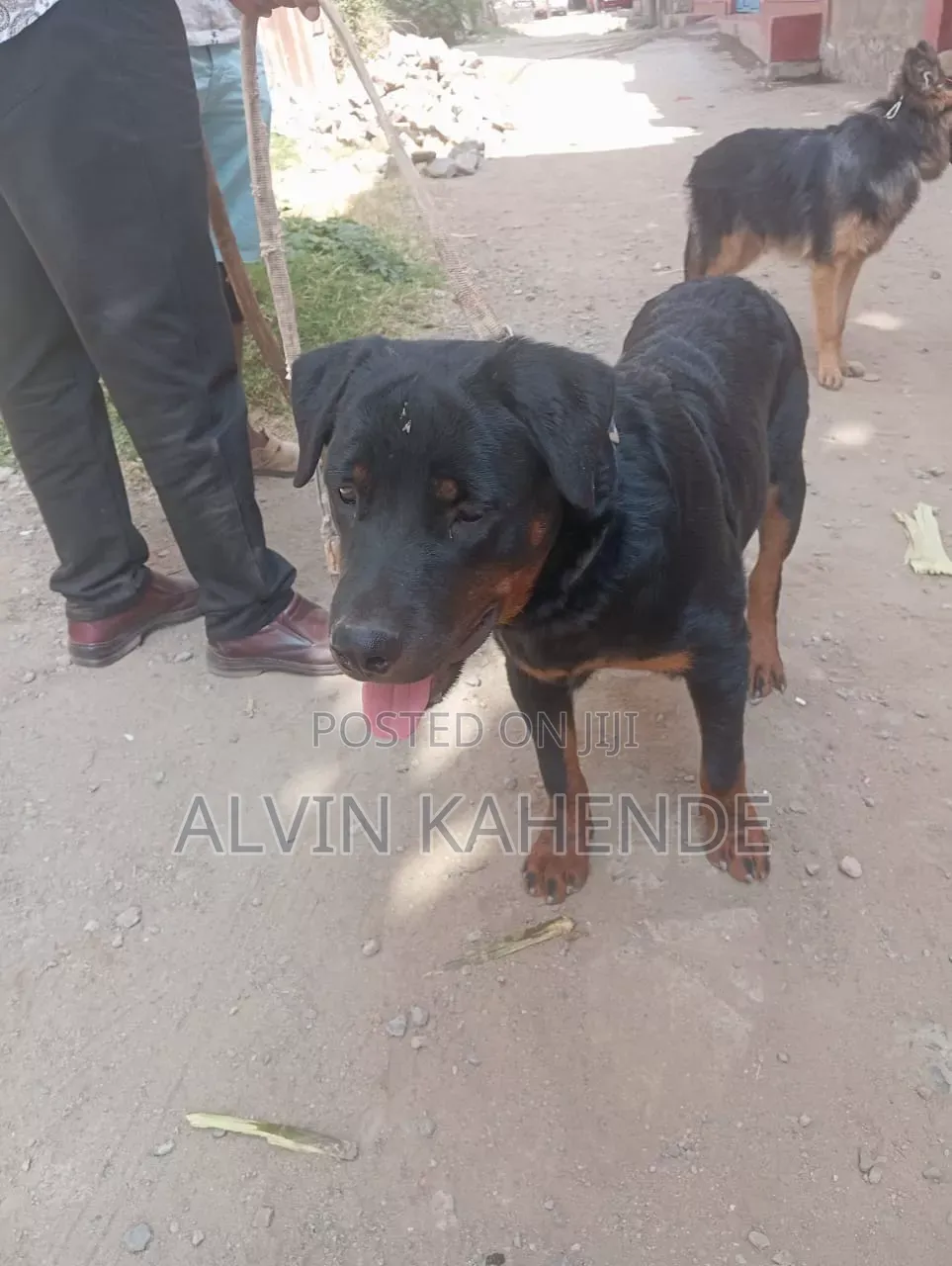 6-12 months Male Purebred Rottweiler