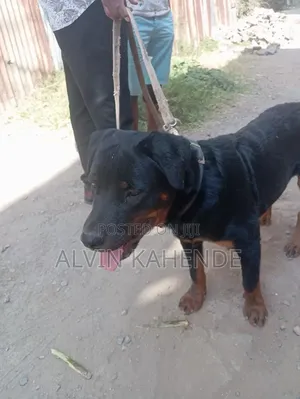 6-12 months Male Purebred Rottweiler