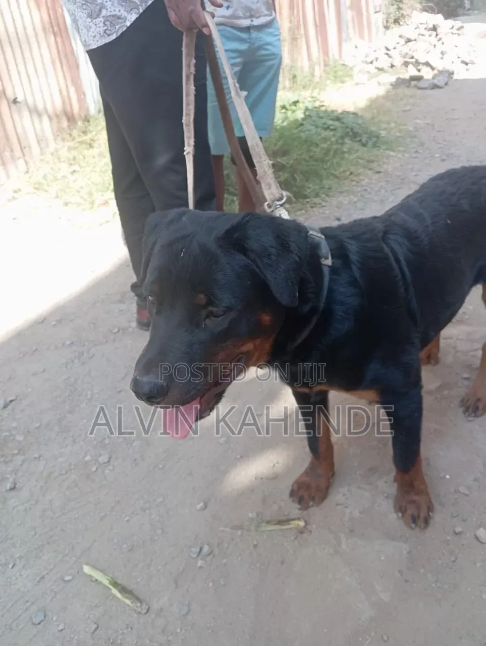 6-12 months Male Purebred Rottweiler