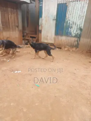 1-3 months Male Purebred German Shepherd