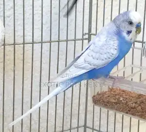 Mature Budgies Mixed Colours