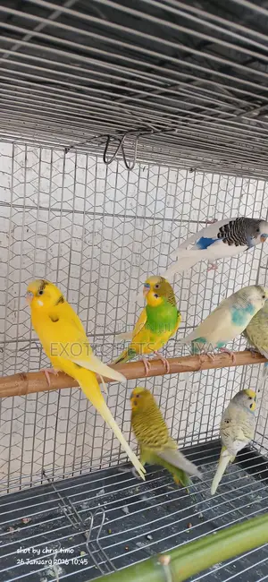 Mature Budgies Mixed Colours