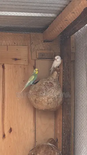Breeding Pair of Budgies
