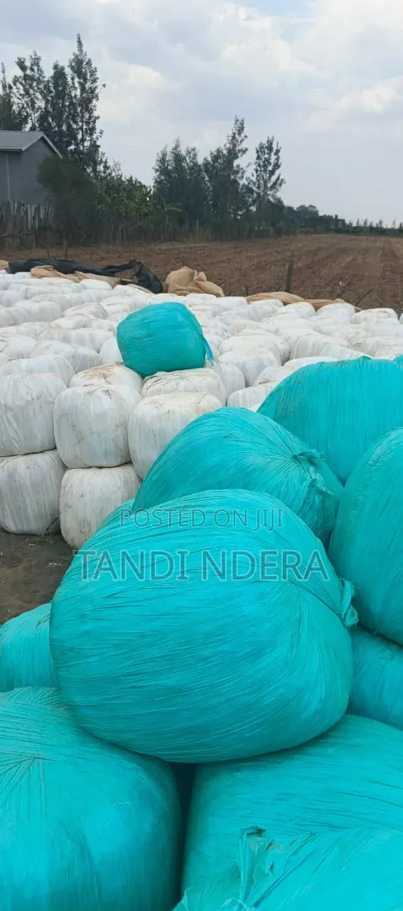 Corne Silage