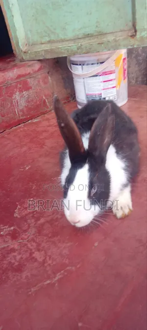 Dutch Rabbit