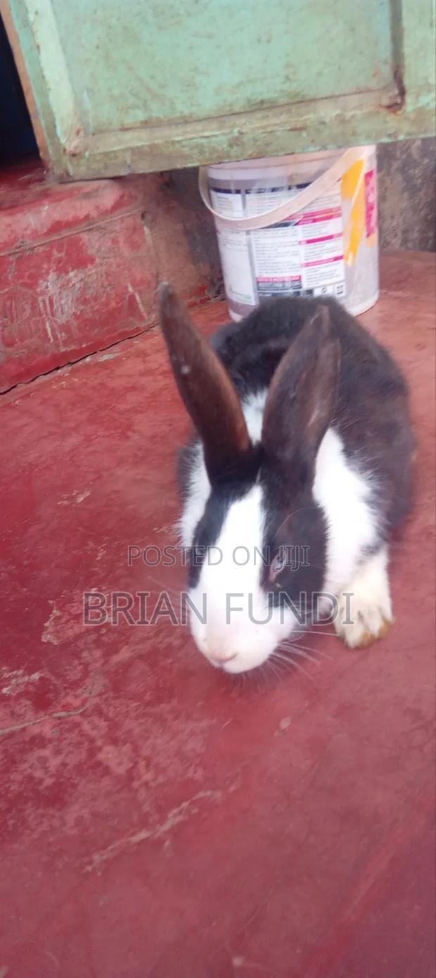 Dutch Rabbit