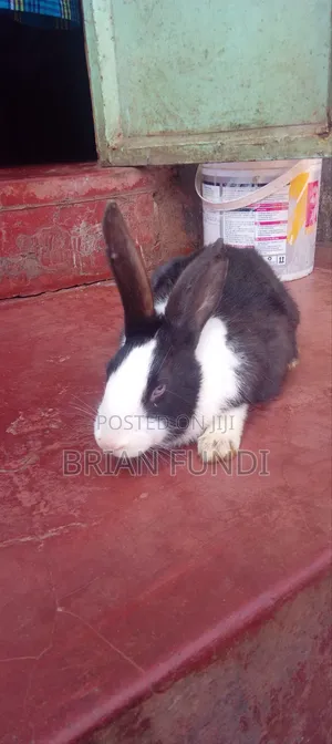 Dutch Rabbit