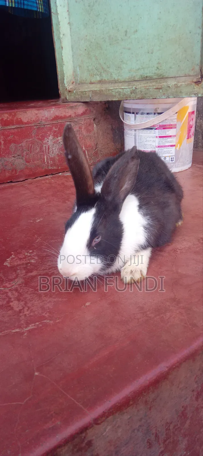 Dutch Rabbit