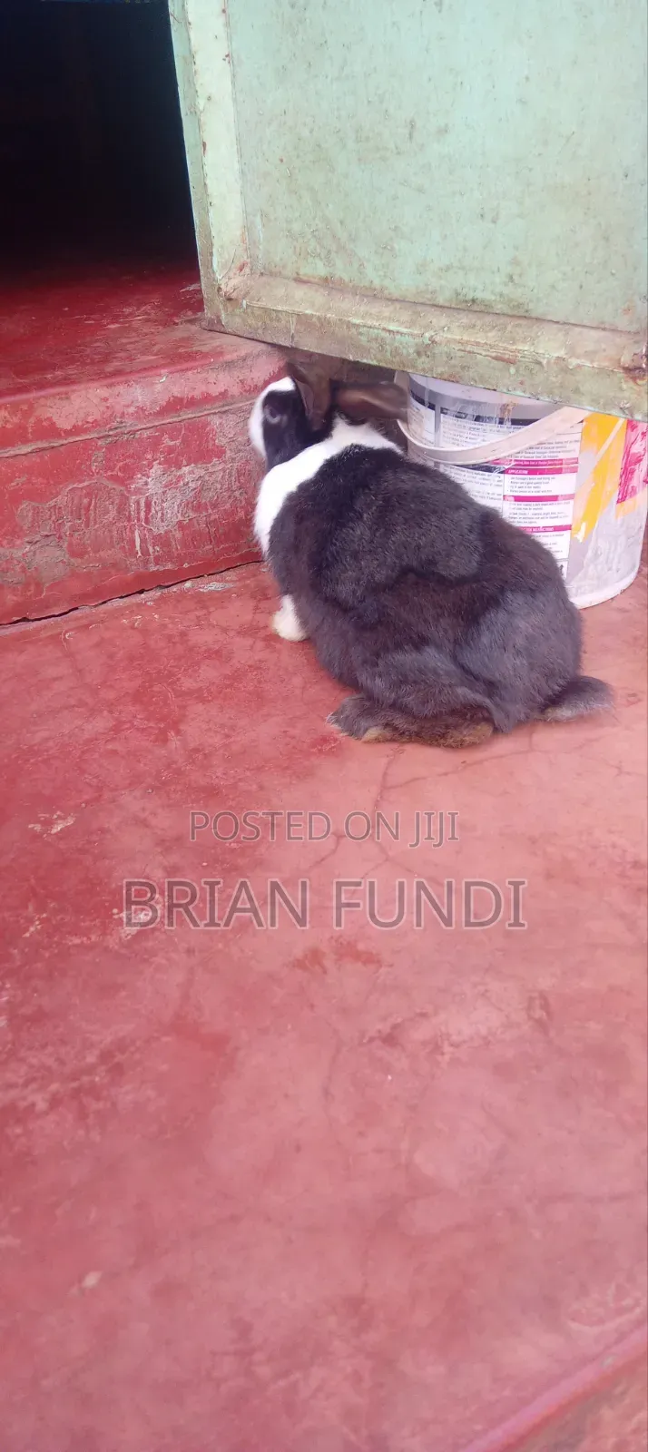 Dutch Rabbit