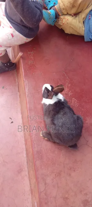 Dutch Rabbit